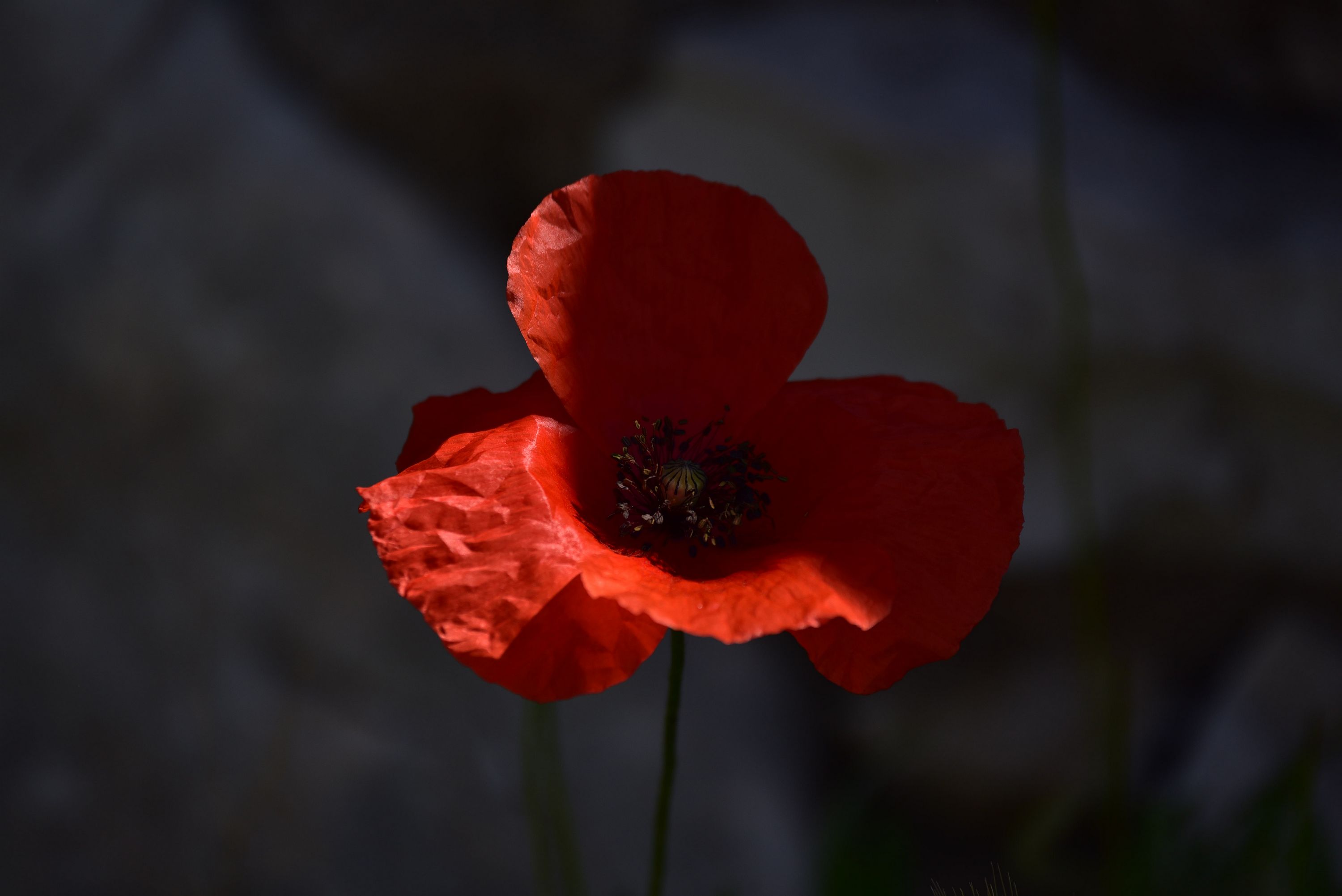 i segreti di un fiore