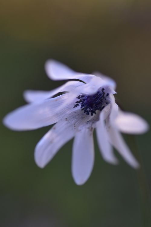 I segreti di un fiore