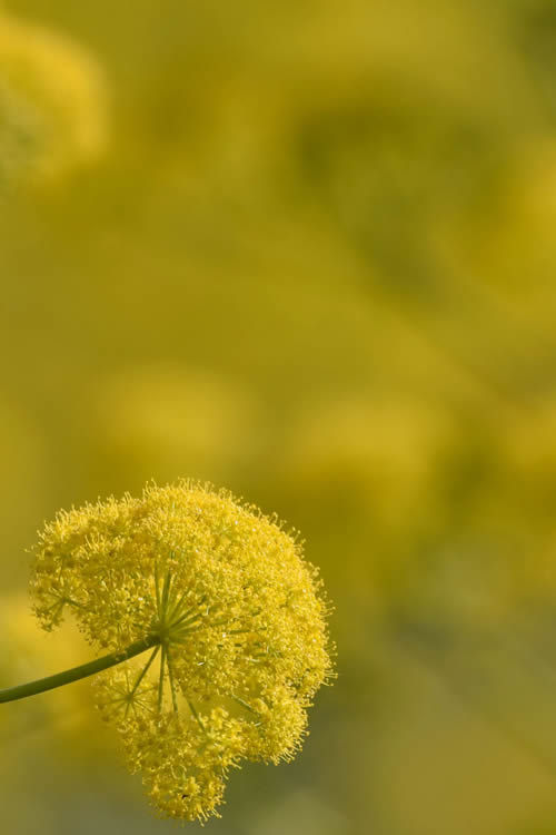 I segreti di un fiore