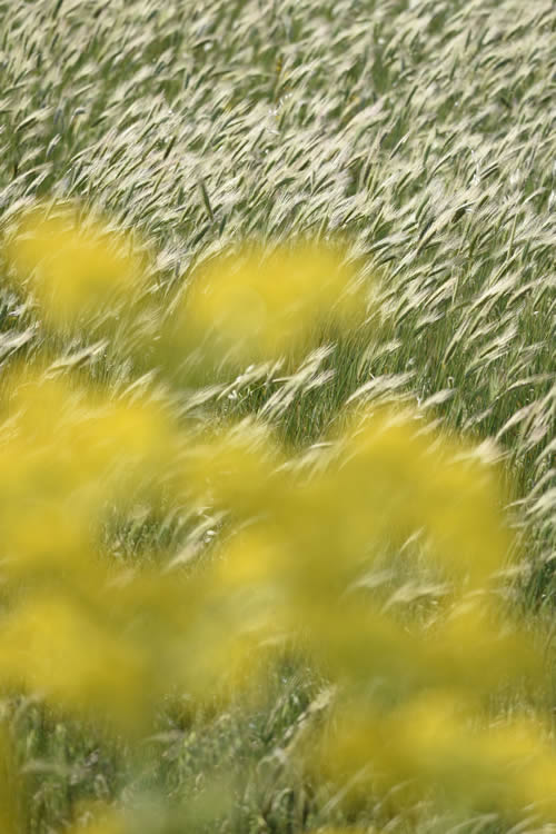 I segreti di un fiore