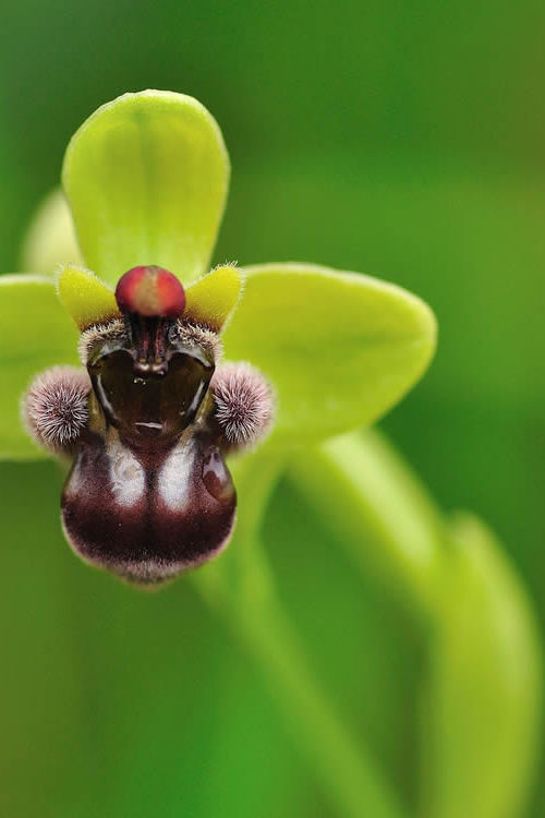 I segreti di un fiore