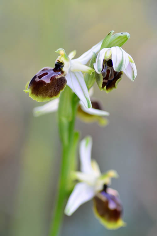 I segreti di un fiore