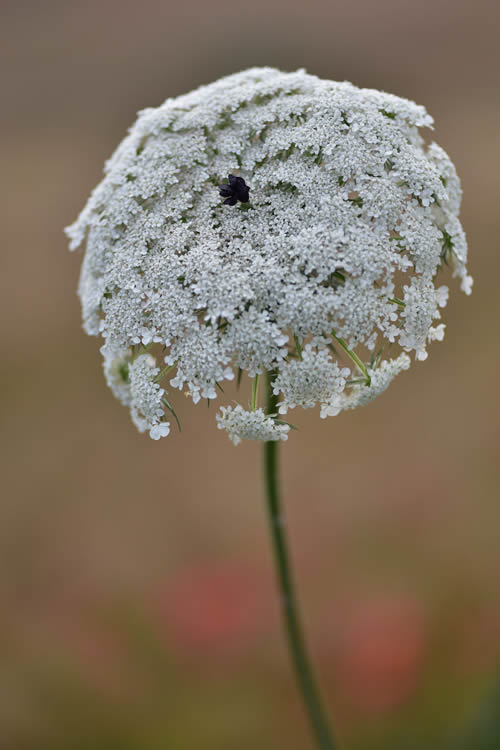 I segreti di un fiore