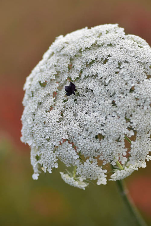 I segreti di un fiore