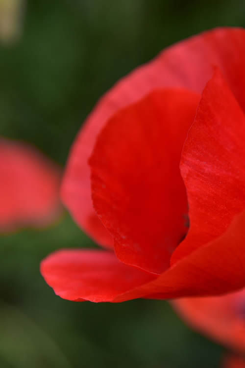 I segreti di un fiore