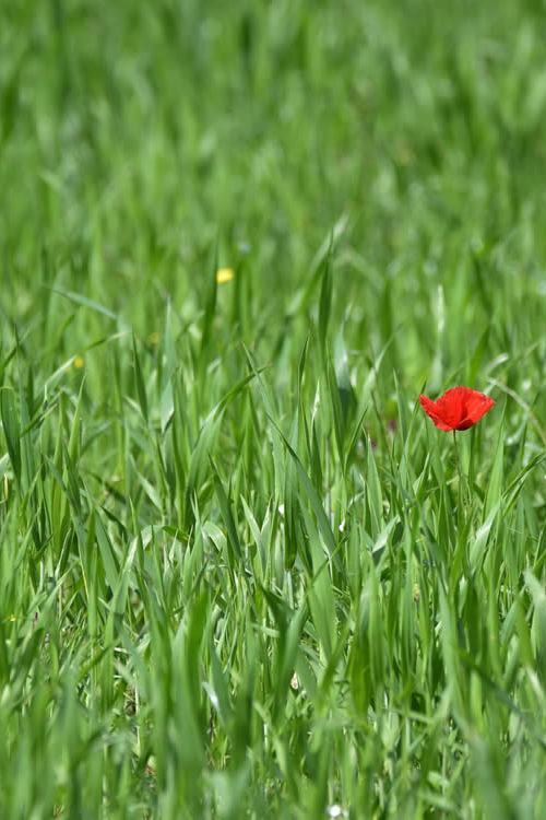 I segreti di un fiore