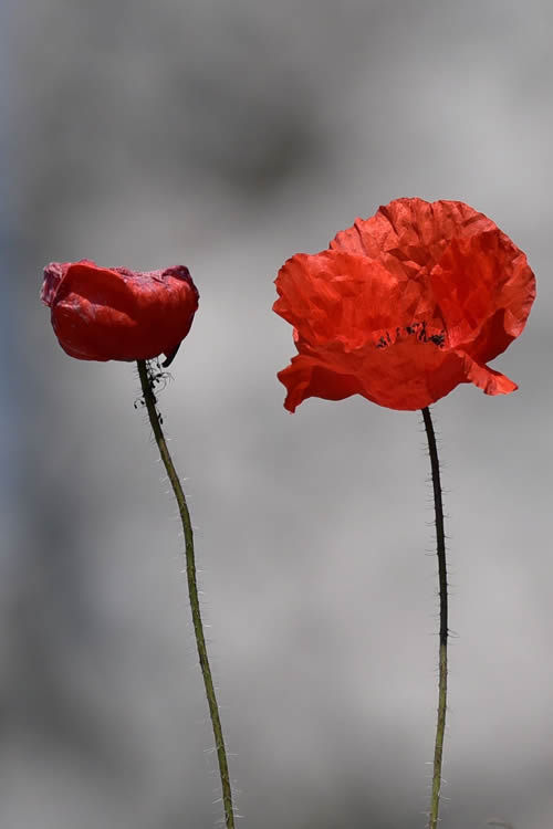 I segreti di un fiore