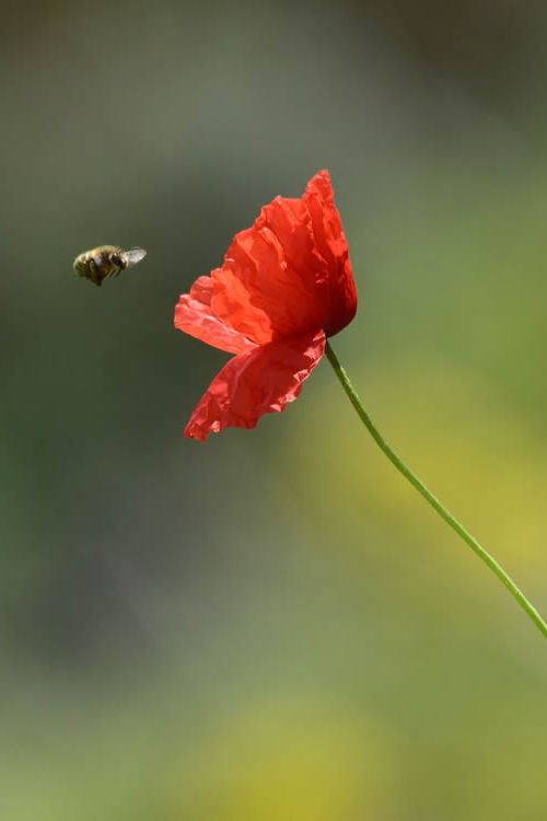 I segreti di un fiore