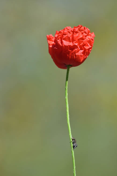 I segreti di un fiore