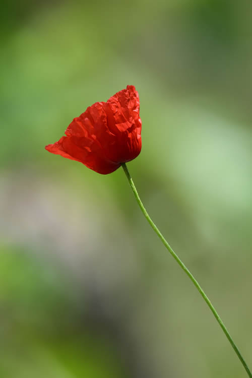 I segreti di un fiore