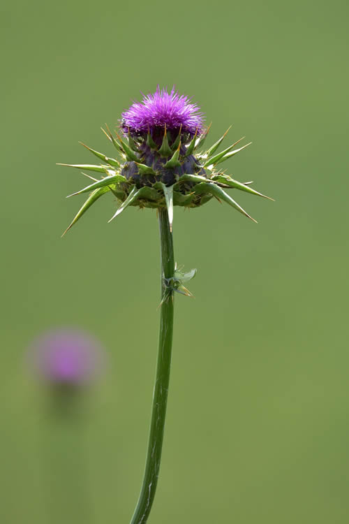 I segreti di un fiore