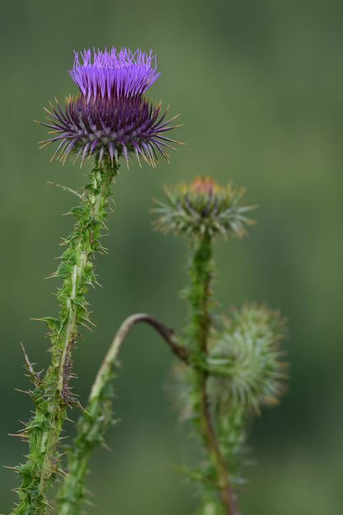 I segreti di un fiore