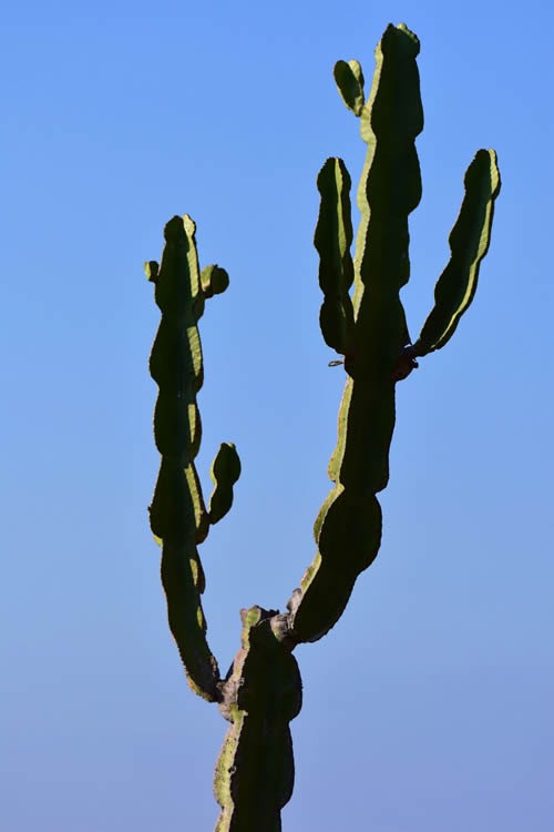 I segreti di un fiore