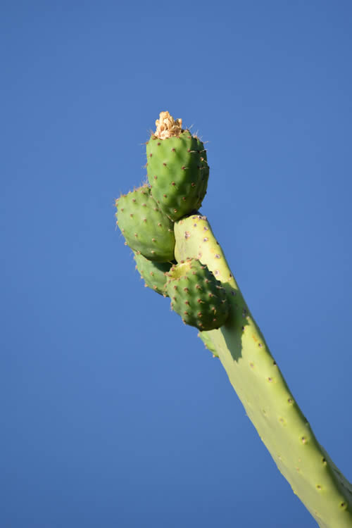 I segreti di un fiore