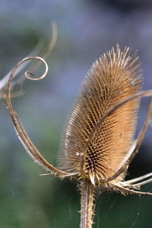 I segreti di un fiore