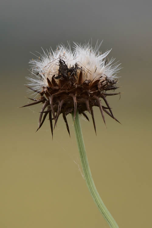 I segreti di un fiore