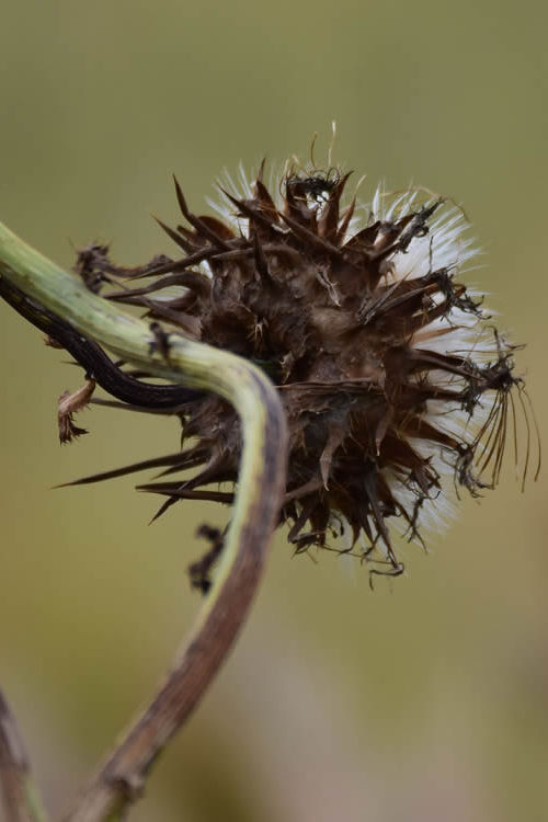 I segreti di un fiore