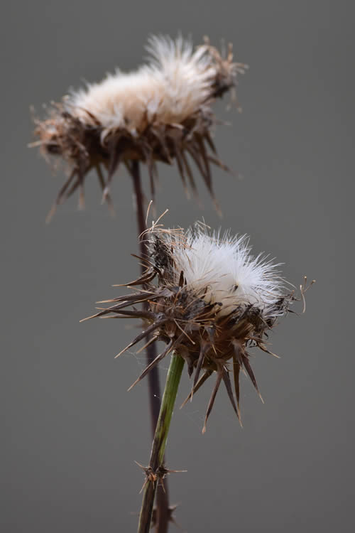 I segreti di un fiore