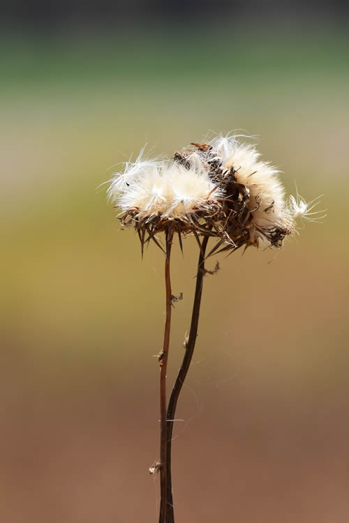 I segreti di un fiore