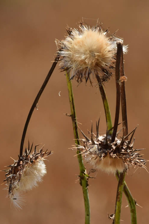 I segreti di un fiore