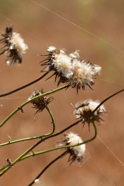 I segreti di un fiore