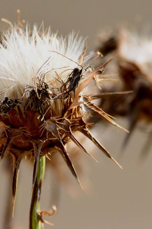 I segreti di un fiore